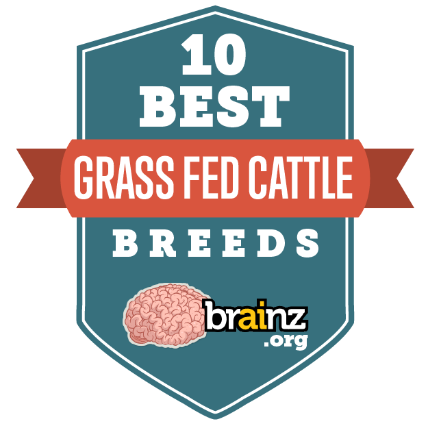10 Best GrassFed, GrassFinished Cattle Breeds Brainz