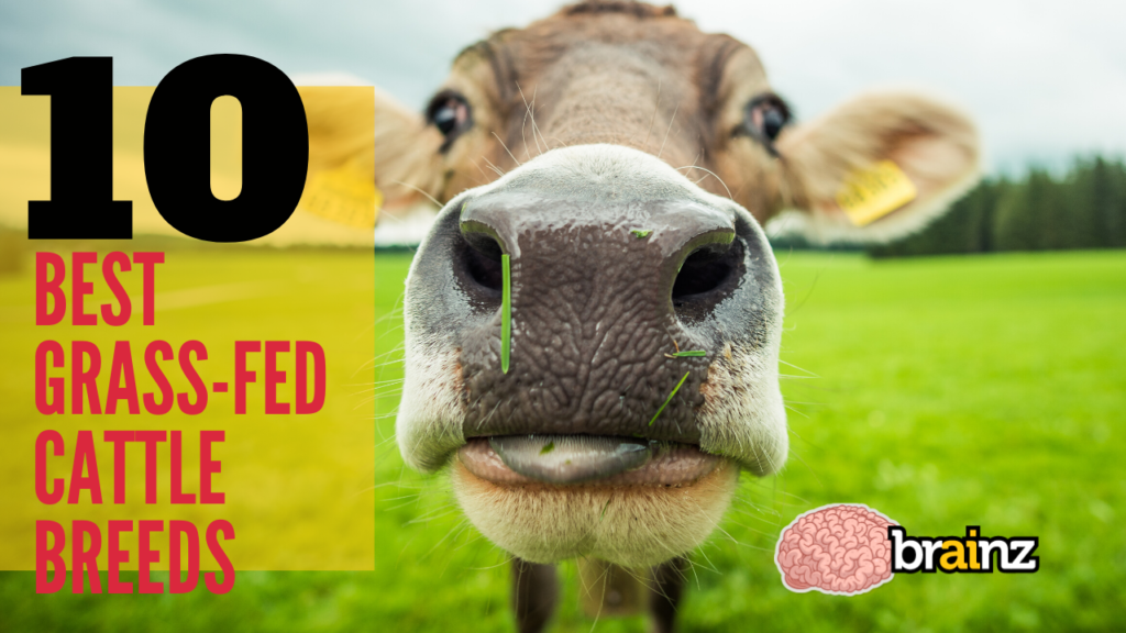 10 Best GrassFed, GrassFinished Cattle Breeds Brainz