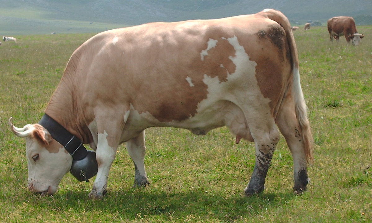 10 Best GrassFed, GrassFinished Cattle Breeds Brainz