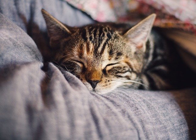 Our Pets Could Benefit From Cannabinoids