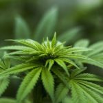 Facts About Cannabinoids