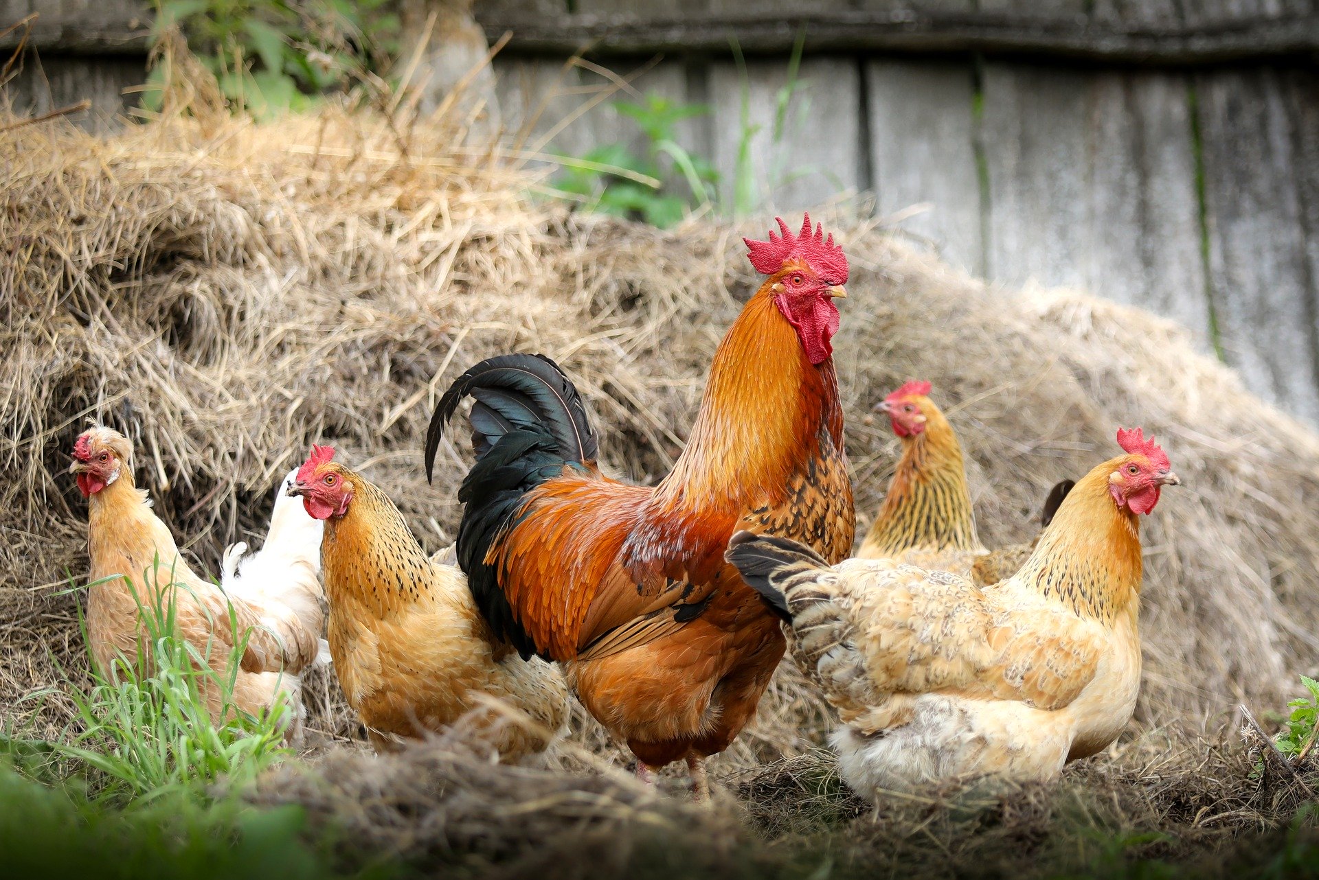 SC Poultry Festival