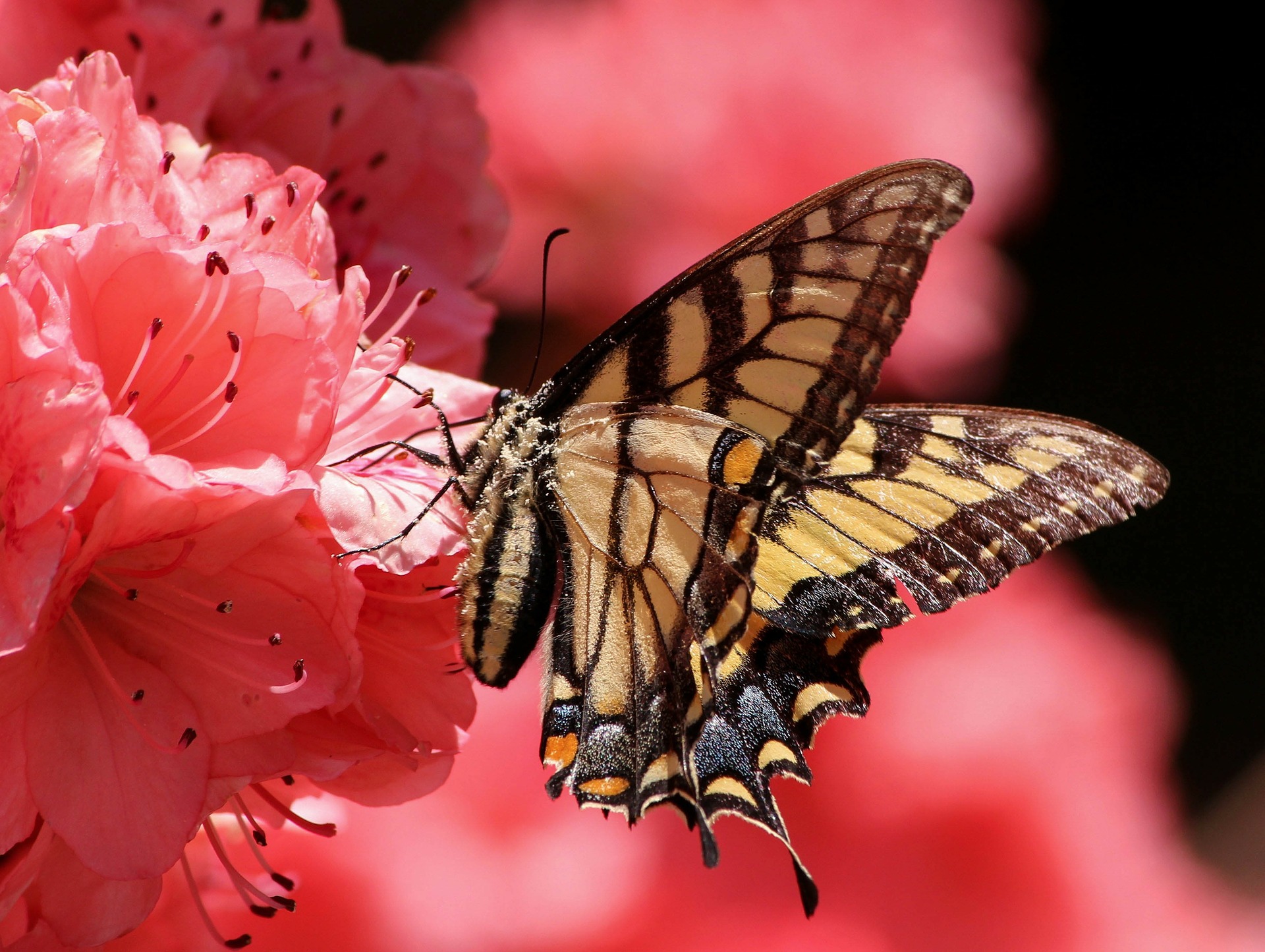 SC Azaleas