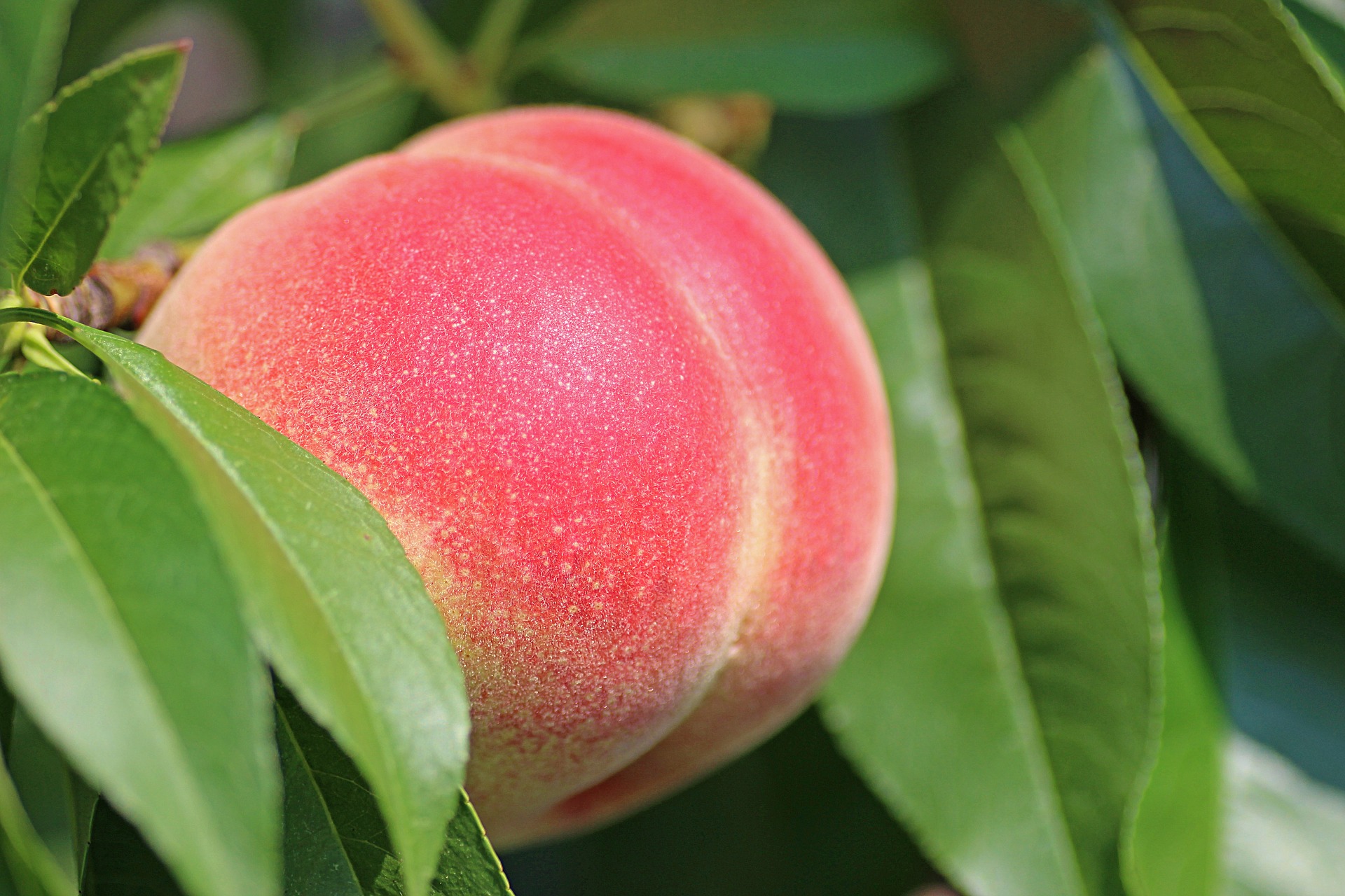 South Carolina Peaches